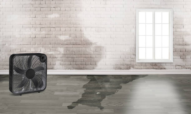 Best Carpet water damage restoration  in Geneva, IL